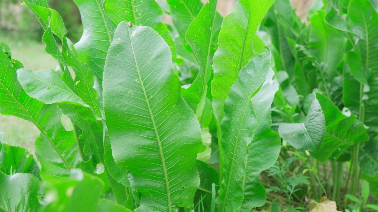 山葵Armoracia rusticana, syn. Cochlearia Armoracia是十字花科多年生植物。有选择性的重点视频素材