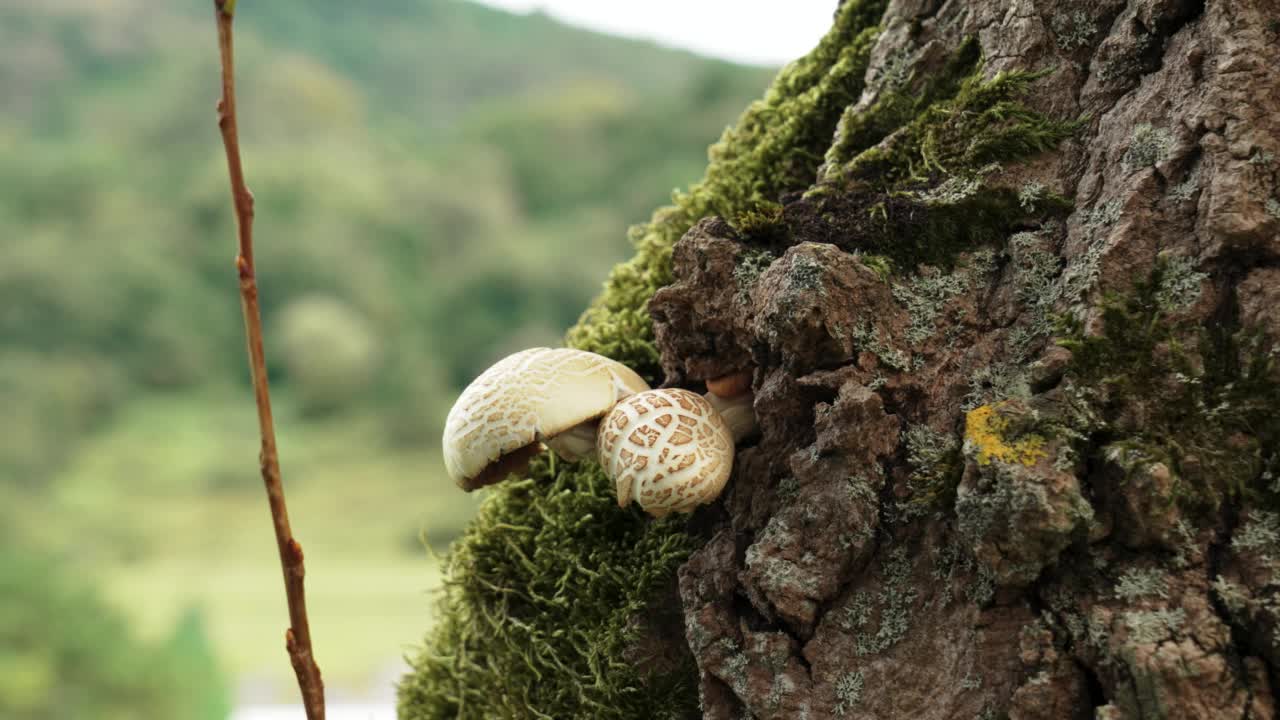 野生动物保护区树干树皮上的苔藓中生长的蘑菇视频素材