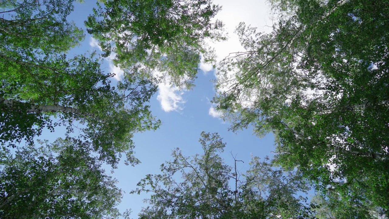 桦树树枝上的蓝天背景与复制空间的测试模拟。自然背景查找视频素材