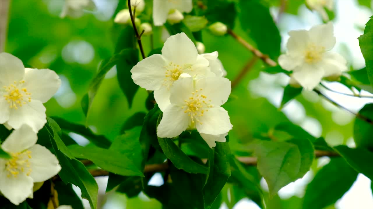 茉莉花在花园里盛开。有选择性的重点。大自然。视频素材