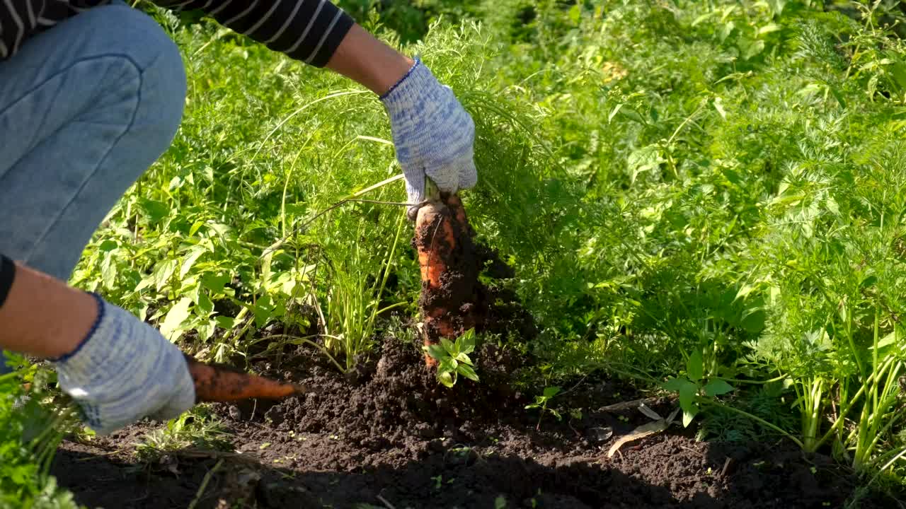 农夫在花园里收割胡萝卜。有选择性的重点。食物。视频素材