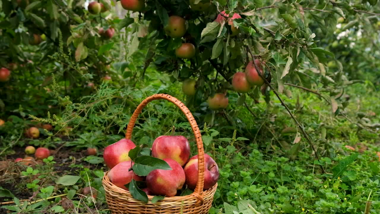 在花园里收获苹果。有选择性的重点。食物,视频素材