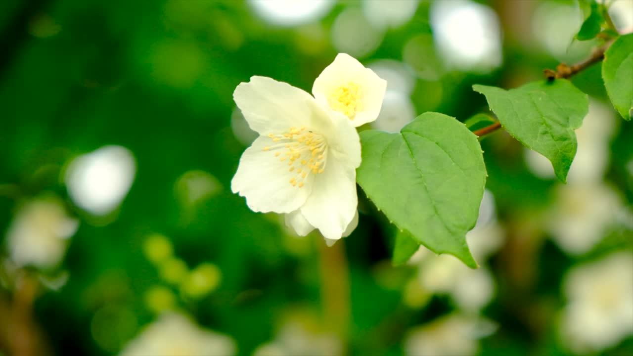 茉莉花在花园里盛开。有选择性的重点。大自然。视频素材