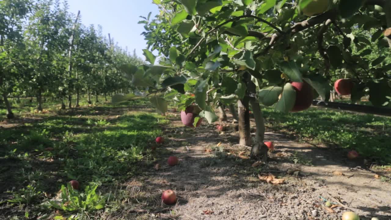 有成熟果实的苹果园视频素材