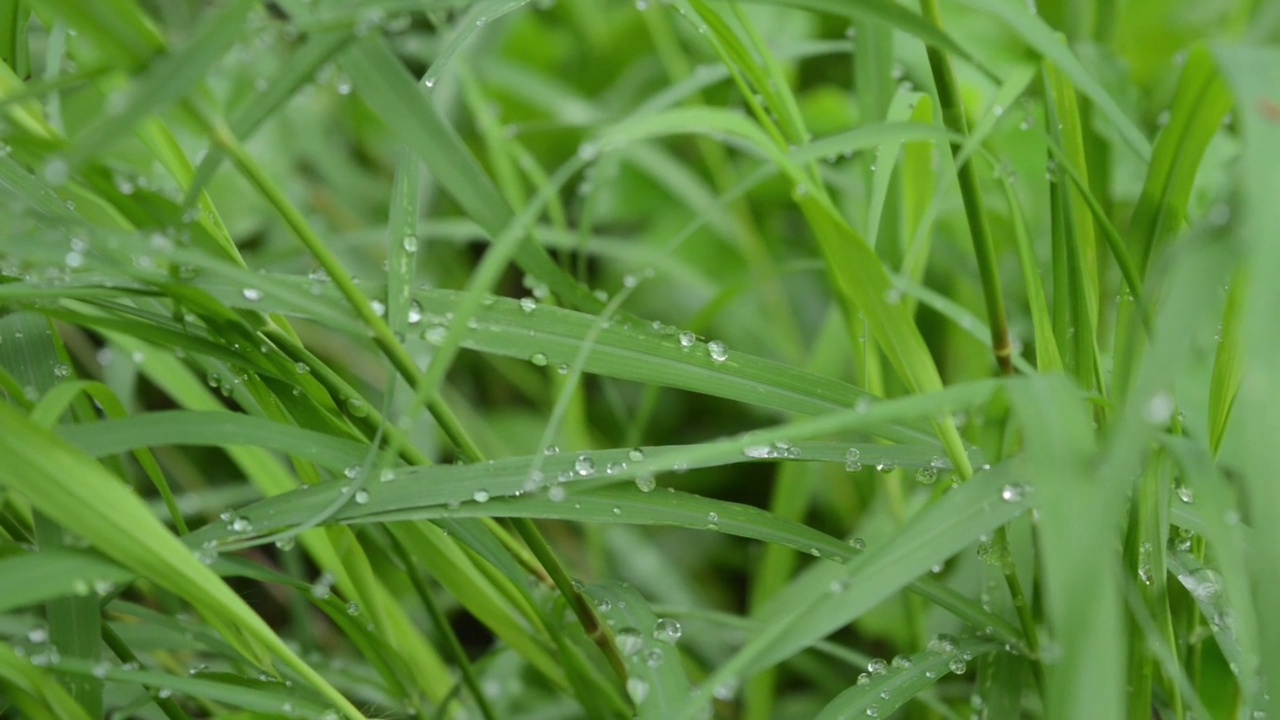 清晨绿草带雨点，草木背景视频素材