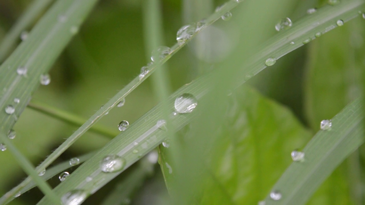 清晨绿草带雨点，草木背景视频素材