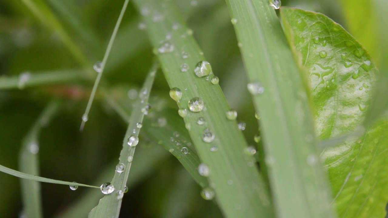 清晨绿草带雨点，草木背景视频素材