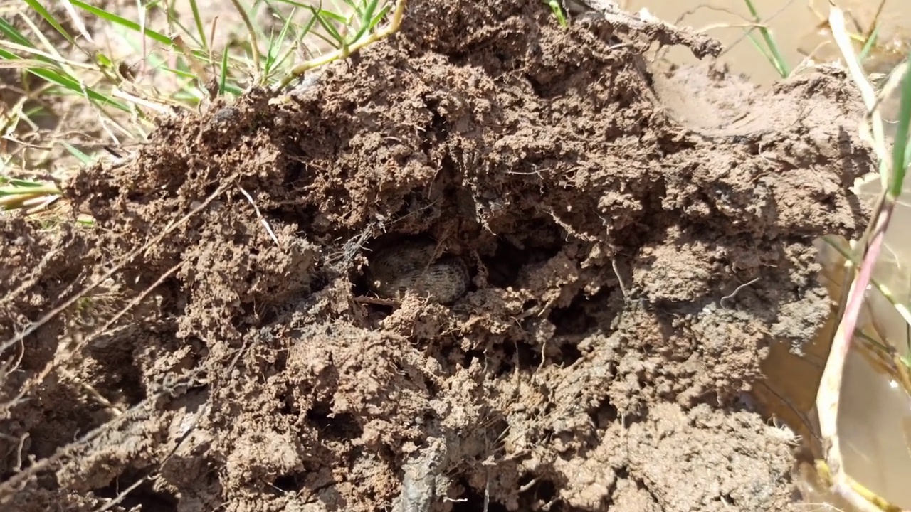 Snake说(Natrix tessellata)视频下载