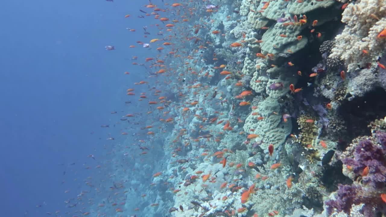 红海珊瑚和礁鱼视频素材