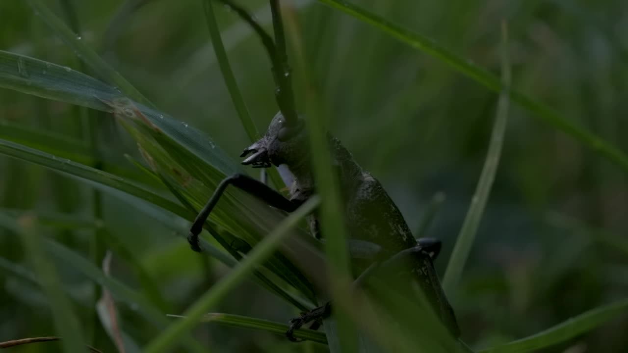 一只长着长胡子的大蚱蜢坐在草地上。有创造力。在一场几乎察觉不到的雨下，一只长着长胡须的绿色大昆虫坐在草地上。视频素材