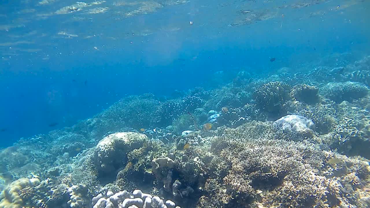 海蛇浮出水面呼吸视频素材