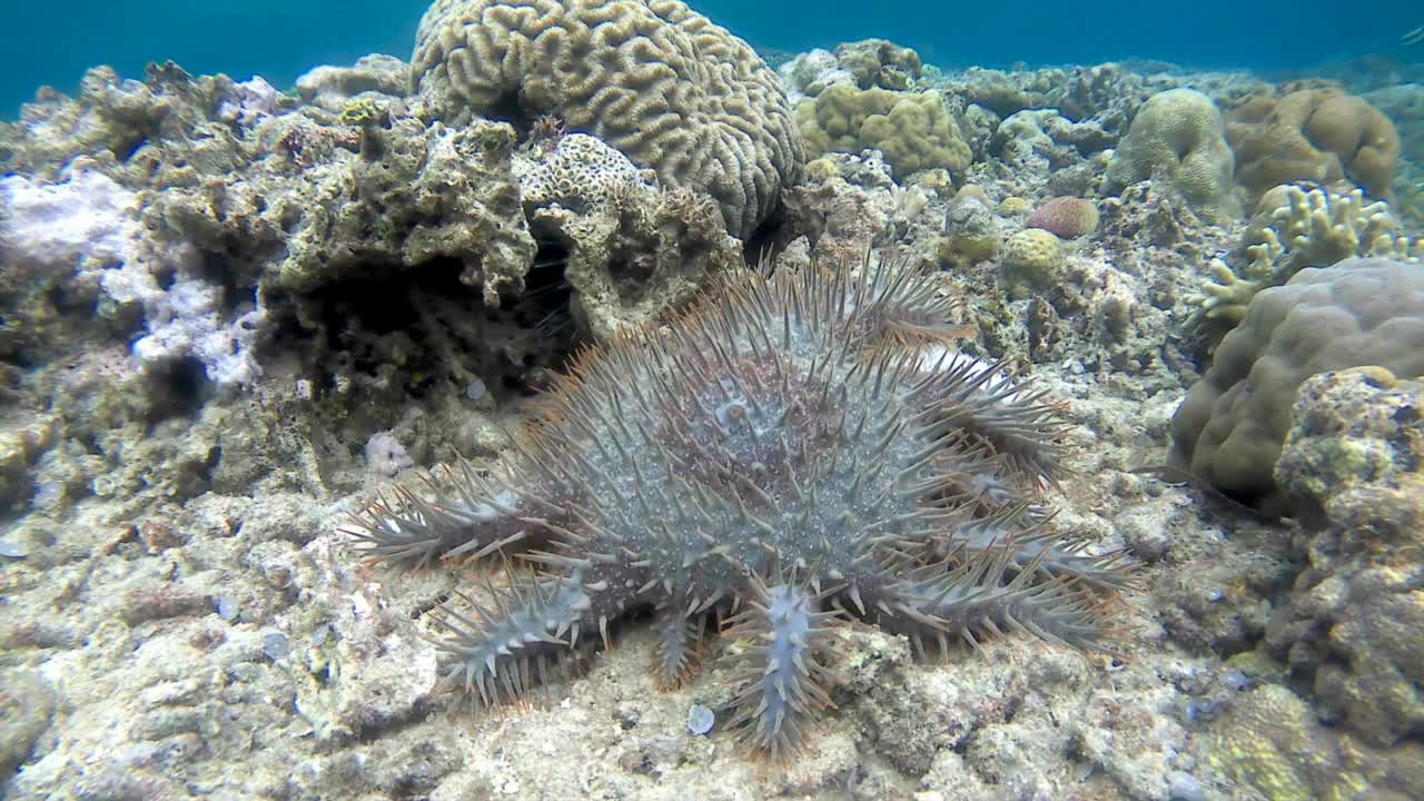 刺冠海星吃珊瑚，视频素材