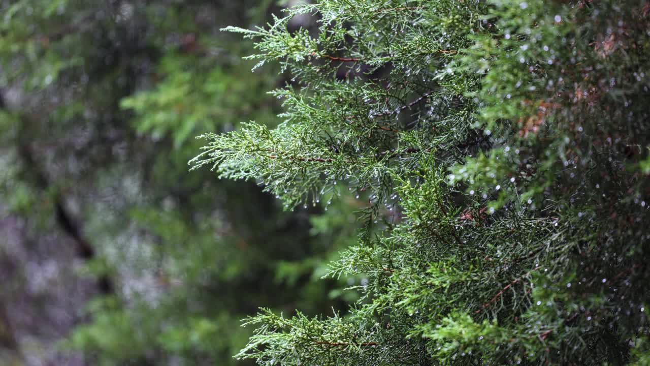 秋天的小雨视频素材