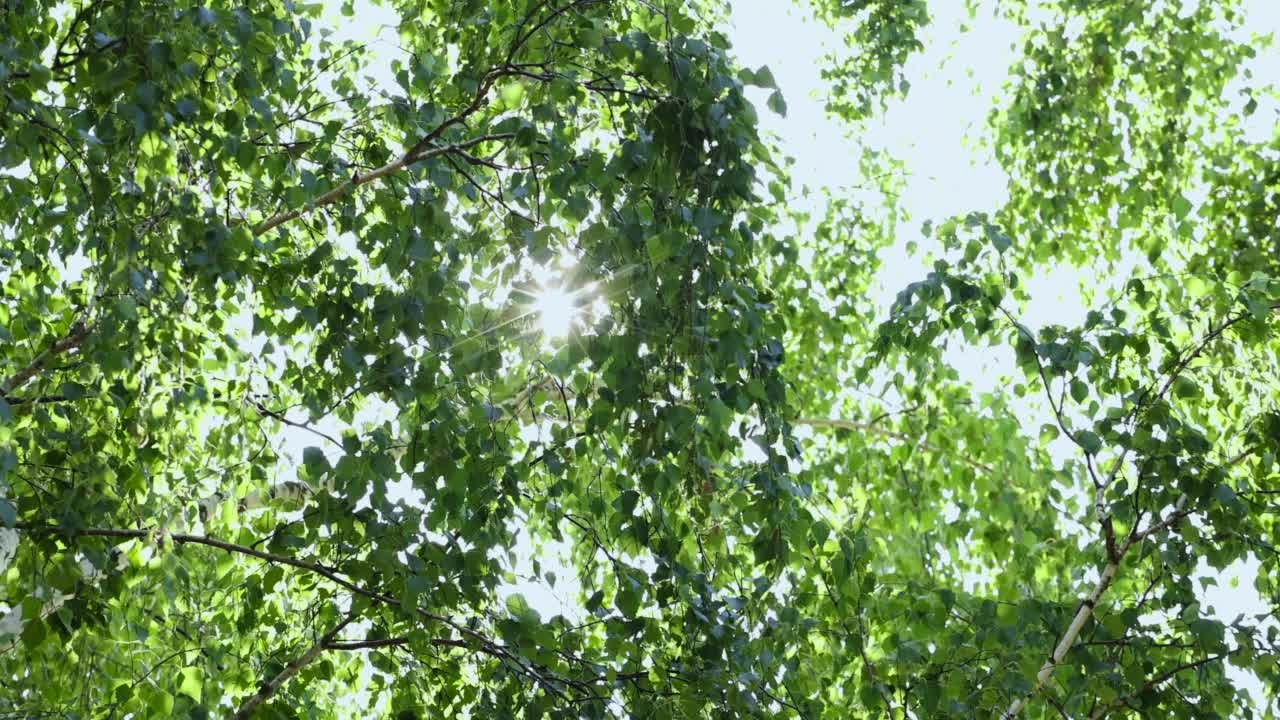 在晴朗多风的天气里，绿色的桦树叶子视频素材