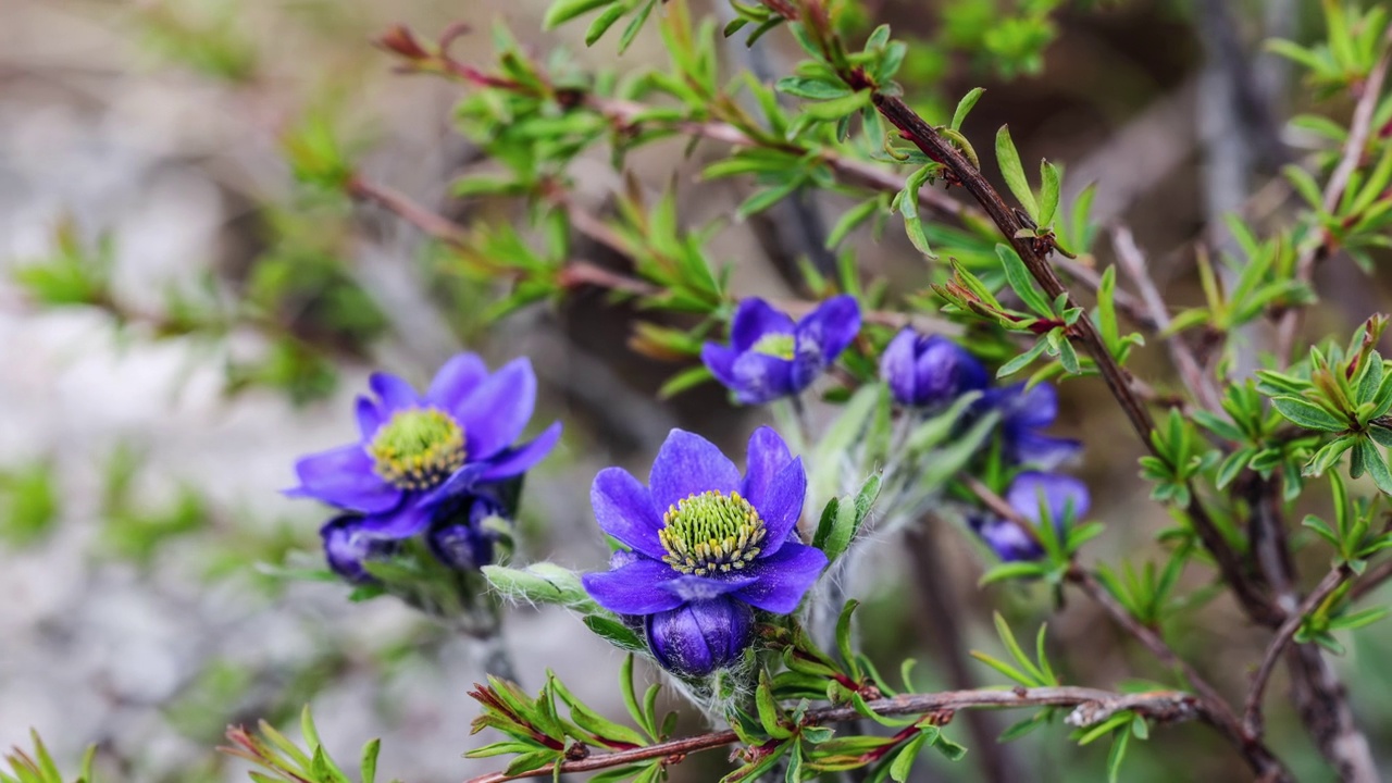 青藏高原上的菊花视频素材