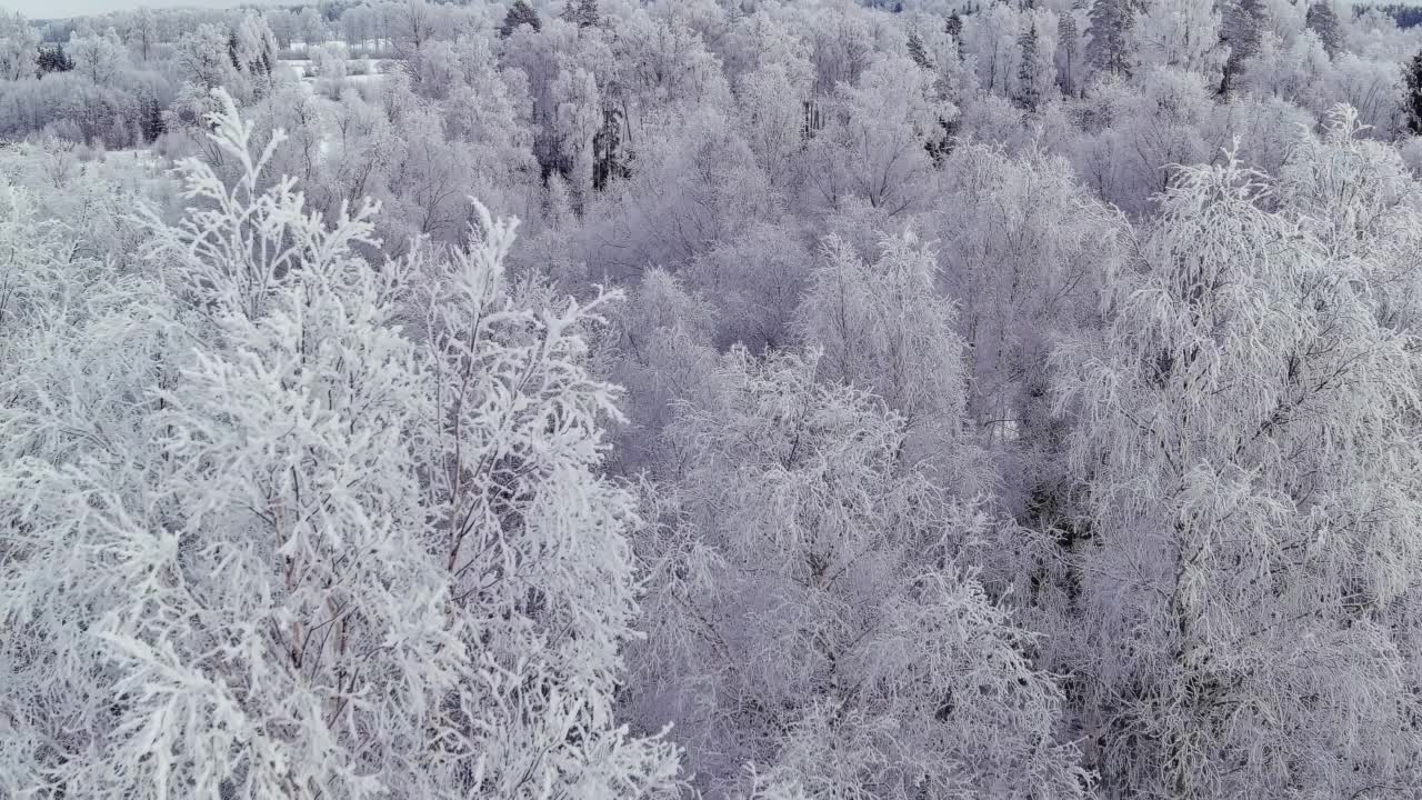 爱沙尼亚一个寒冷的冬天，无人机拍摄的雪林。视频素材