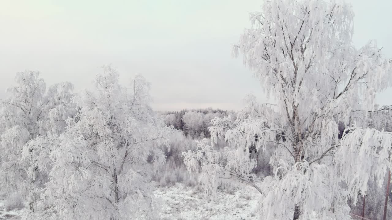 北欧冬季，无人机拍摄的爱沙尼亚雪林。视频素材