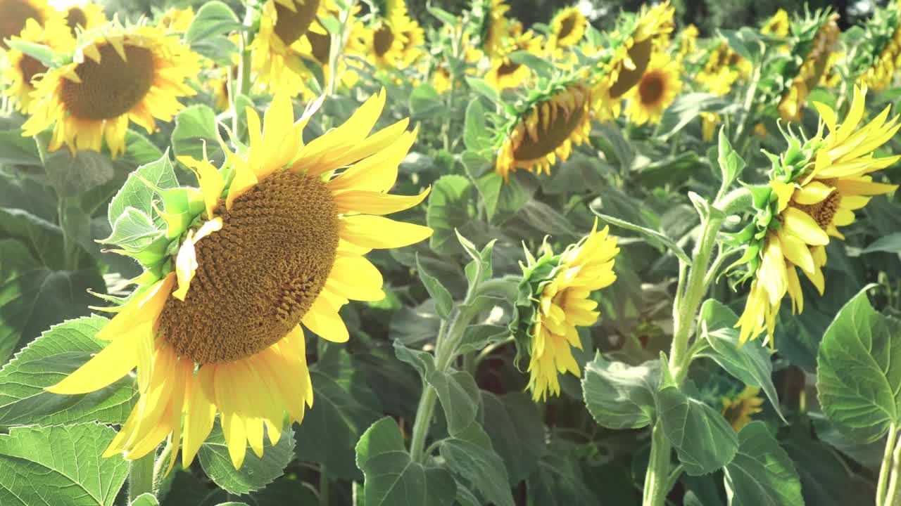 向日葵在风中摇曳。阳光和眩光。向日葵，菊科。一年生块茎向日葵。农业领域。盛开的花蕾，黄色花瓣。蓝色的天空视频素材