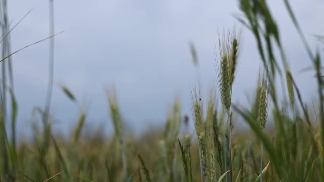 年轻的小麦穗绿阴沉的天气。麦田种植面包。传统农业。草地麦田的成熟穗。自然美景，田园风光视频素材