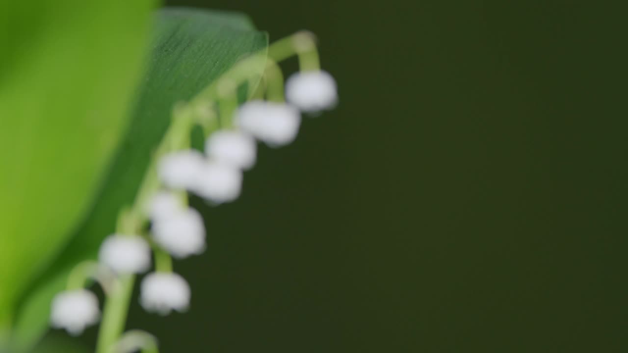 复活节春假自然背景。美丽的铃兰。铃兰属马贾利。架的焦点。视频素材