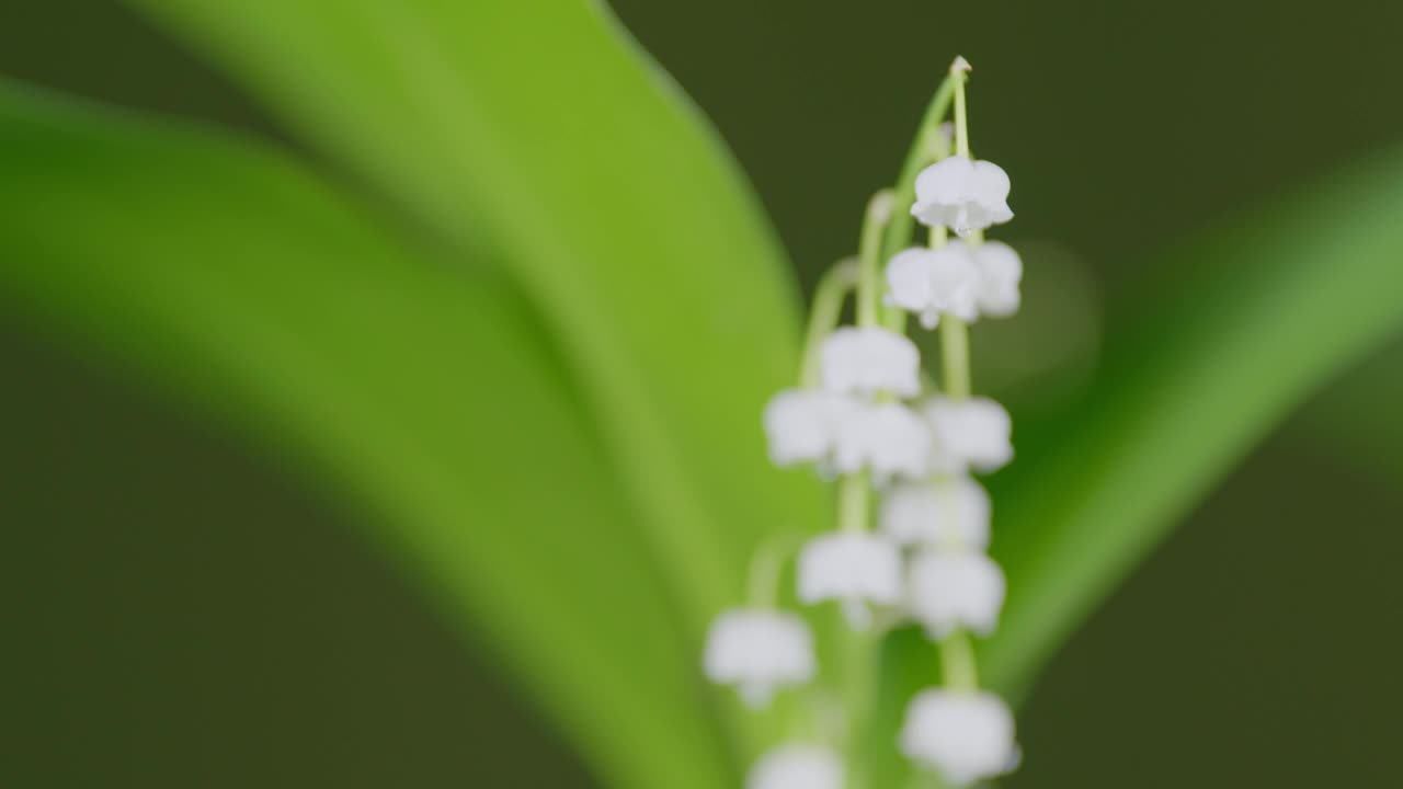 露珠特写的铃兰。百合花在春天盛开。铃兰属马贾利。架的焦点。视频素材