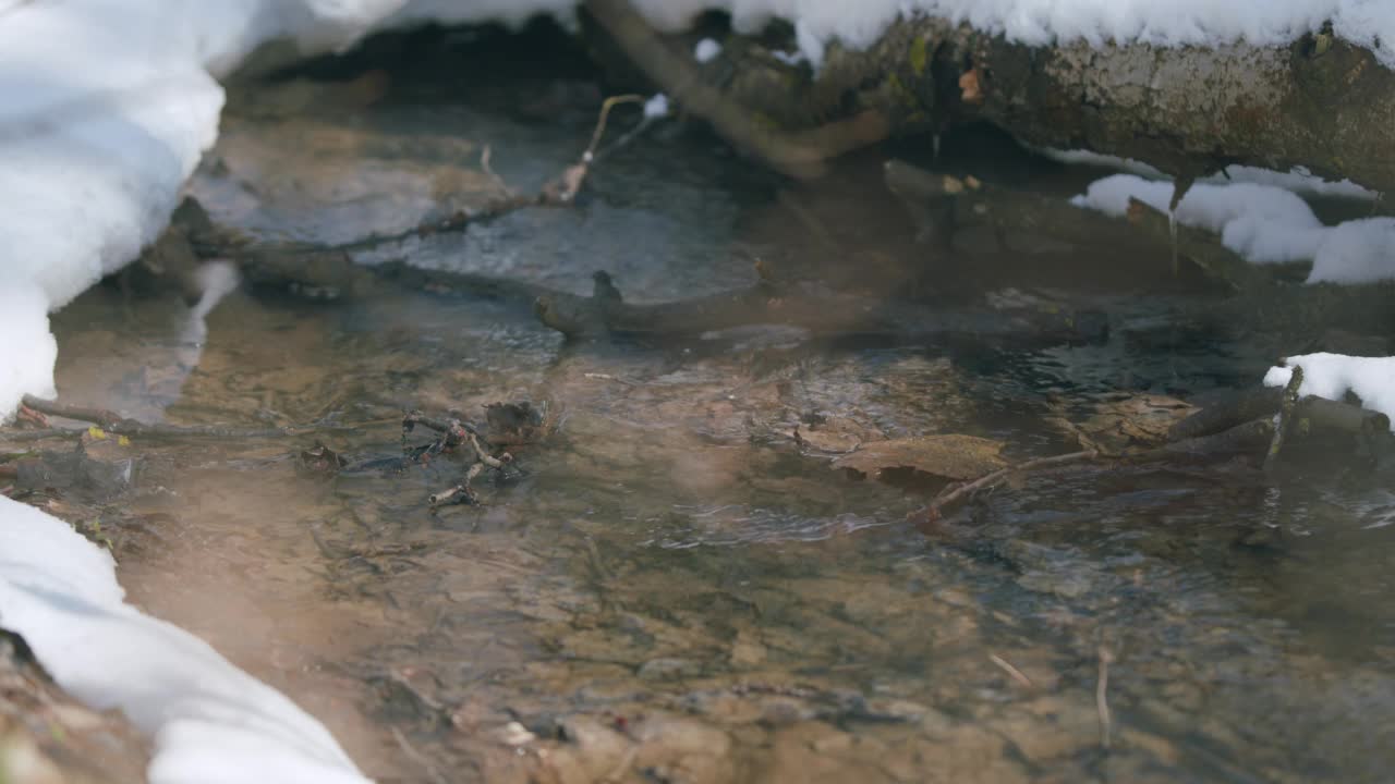 森林溪流携带着融化的雪水。纯水流。视频素材