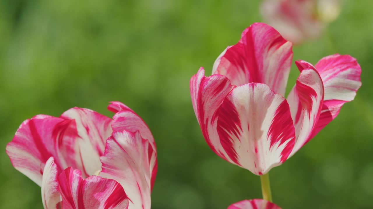 花瓣上有白色带红色条纹的郁金香。红白条纹郁金香花。关闭了。视频素材