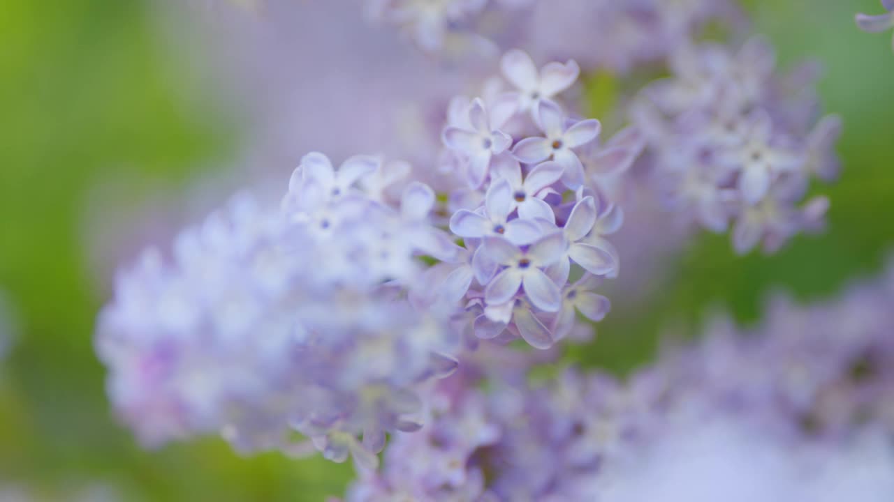 紫紫丁香花序近距离。美丽的开放。春天的自然背景。缓慢的运动。视频素材