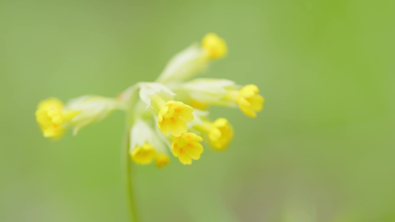 黄花樱草、报春花、报春花。家庭——报春花科。关闭了。视频素材