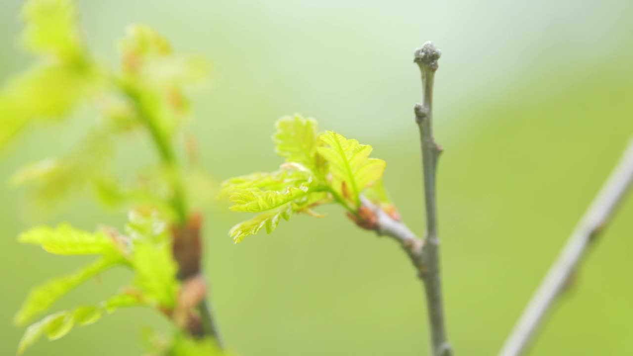 美丽的背景，年轻的绿色树叶。橡树是栎属的一种树或灌木。关闭了。视频素材