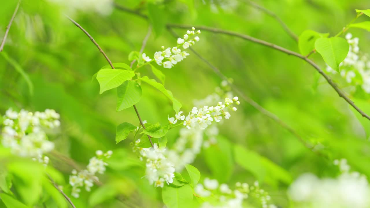 山李春天在花园里生长开花。黑莓或求救树。春天盛开的。缓慢的运动。视频素材