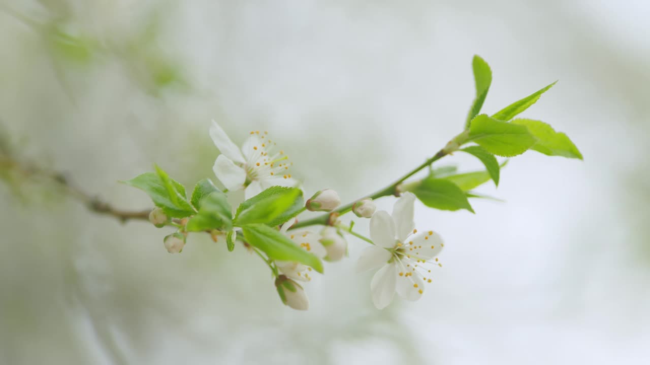 李子开花树枝。春天在阳光明媚的花园里开花的树木。缓慢的运动。视频素材