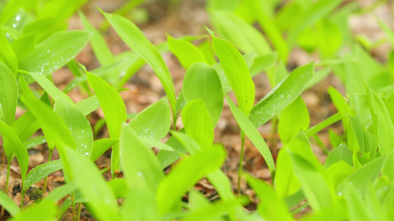 春天在欧洲。芬芳的花丛。春天的铃兰。关闭了。视频素材