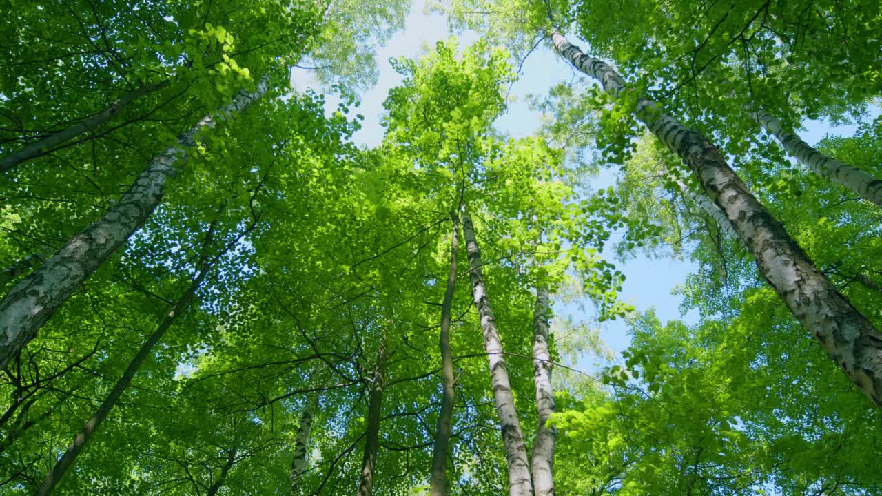 从树的底部到顶部的方向视图角度场景。枝叶繁茂，在风中轻轻摇曳。旋转。视频素材