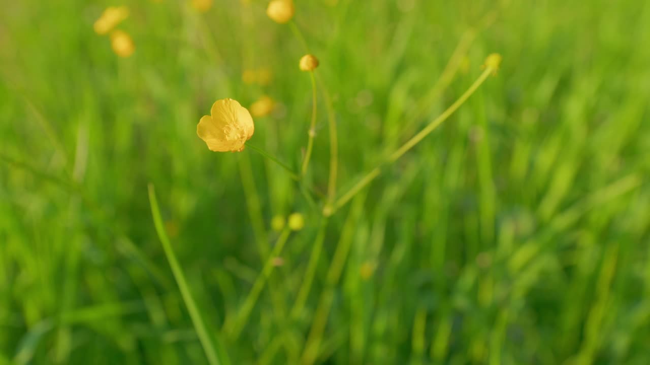 春天的草地与野花毛茛自然背景。美丽的、梦幻的、田园诗般的、平静的春日草地。静态的。视频素材