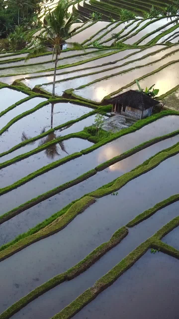 垂直空中视频在一个惊人的景观稻田Jatiluwih水稻梯田，巴厘岛，印度尼西亚。视频素材