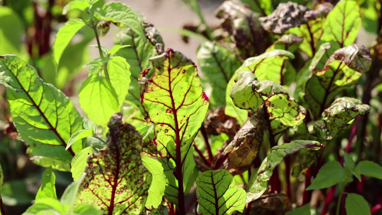 绿红的甜菜叶，用来煮罗宋汤视频素材