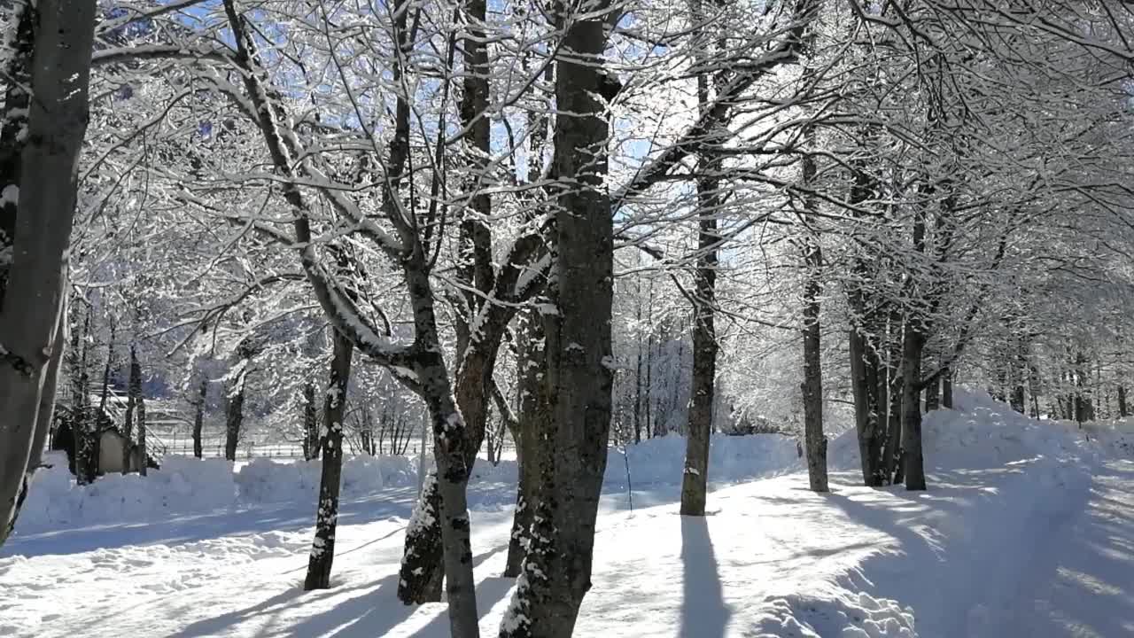 在一个阳光明媚的冬日，雪花从树枝上飘落视频下载