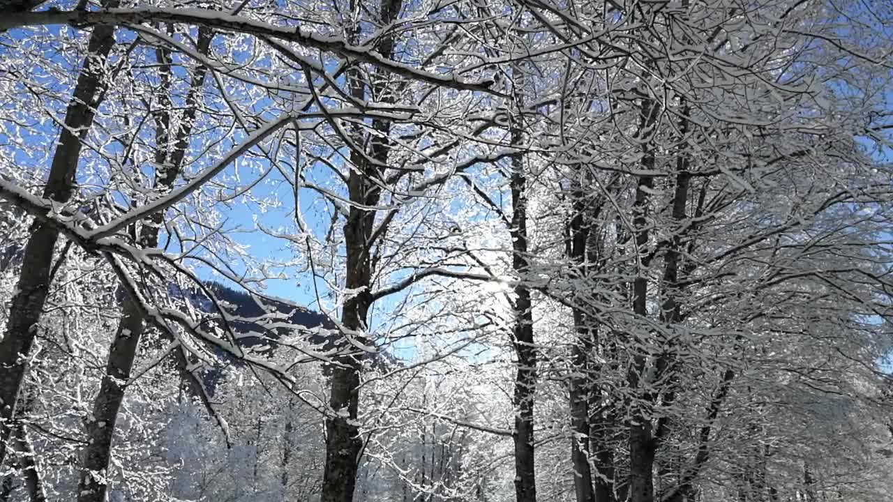 在一个阳光明媚的冬日，雪花从树枝上飘落视频下载