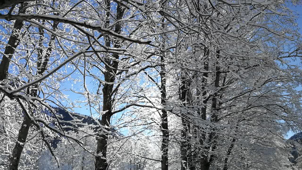 在一个阳光明媚的冬日，雪花从树枝上飘落视频素材