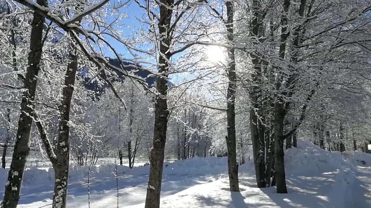 在一个阳光明媚的冬日，雪花从树枝上飘落视频下载