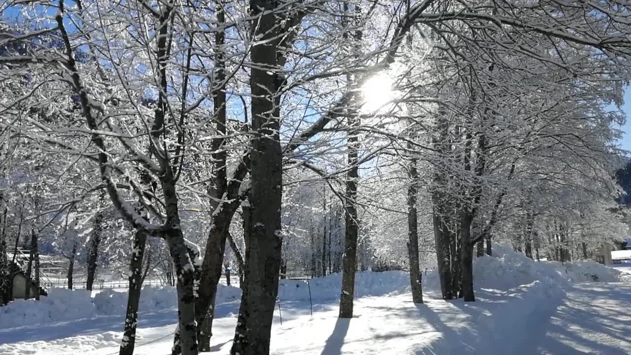 在一个阳光明媚的冬日，雪花从树枝上飘落视频素材