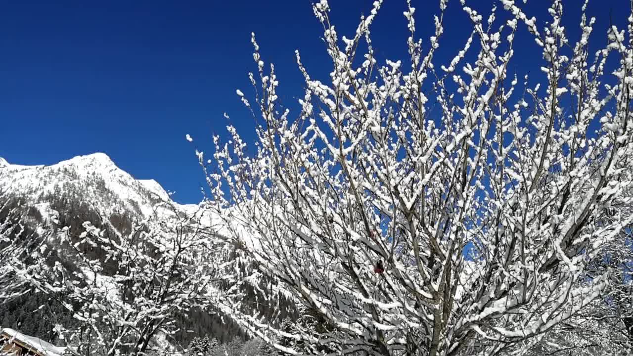 在一个阳光明媚的冬日，雪花从树枝上飘落视频素材