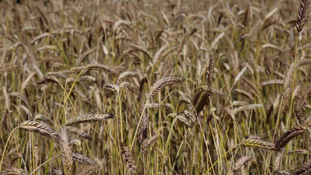 小麦种植地:种植制作面包所必需的小麦的农田视频素材