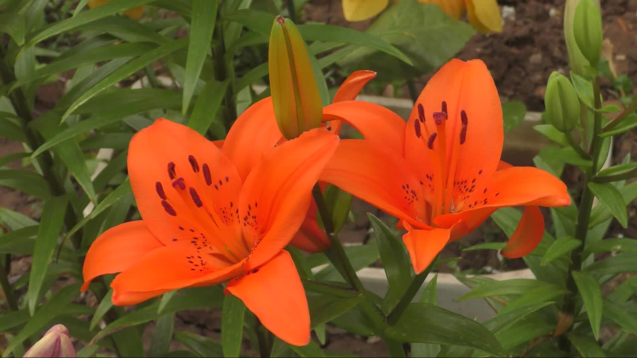 花百合亚洲杂交种金毛橘色视频素材