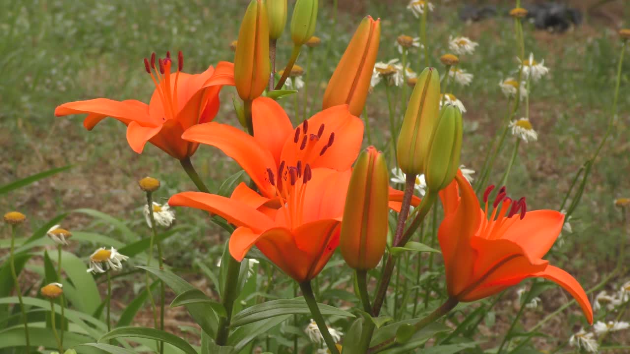 花百合亚洲杂交种金毛橘色视频素材