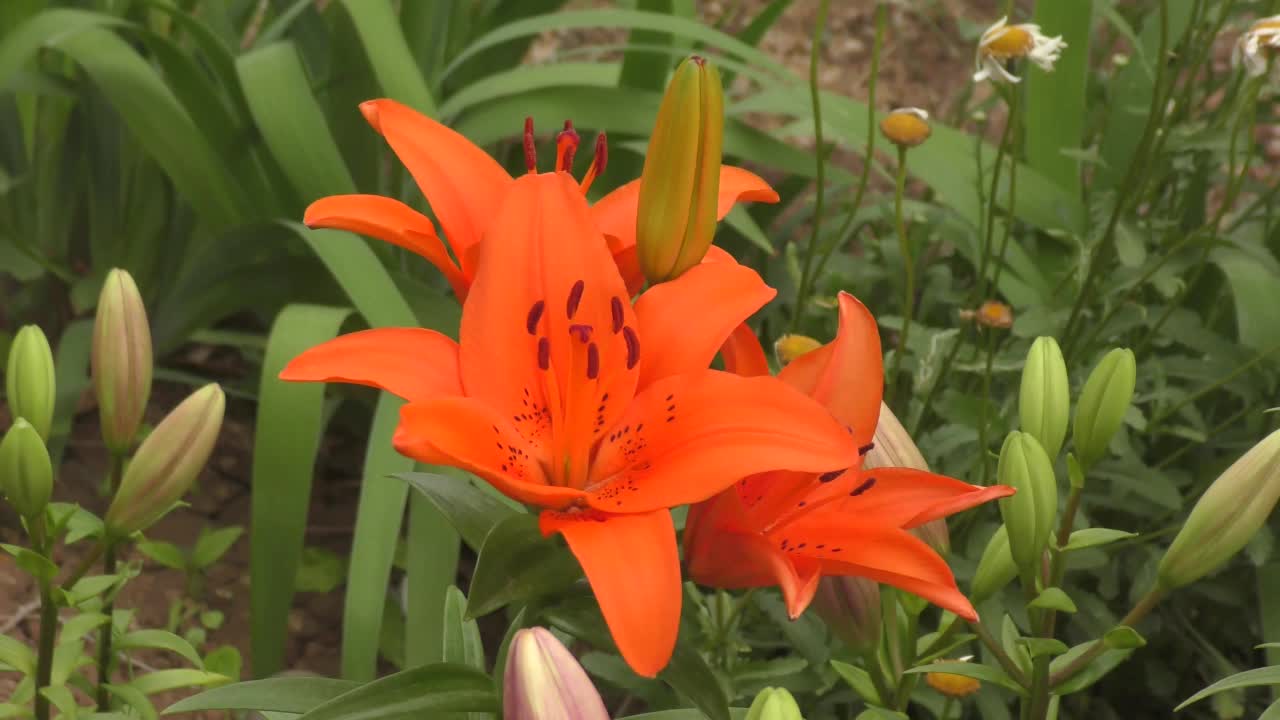 花百合亚洲杂交种金毛橘色视频素材