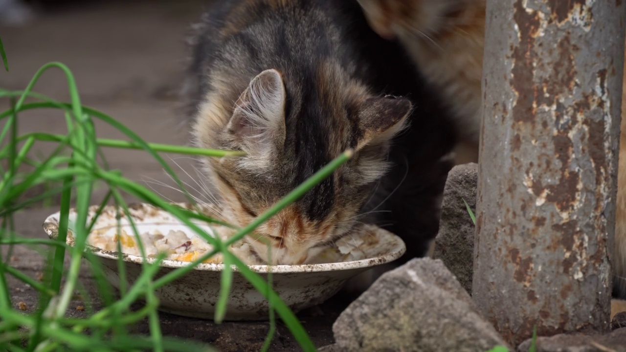 无家可归的脏猫在街上吃脏盘子里的剩菜视频素材