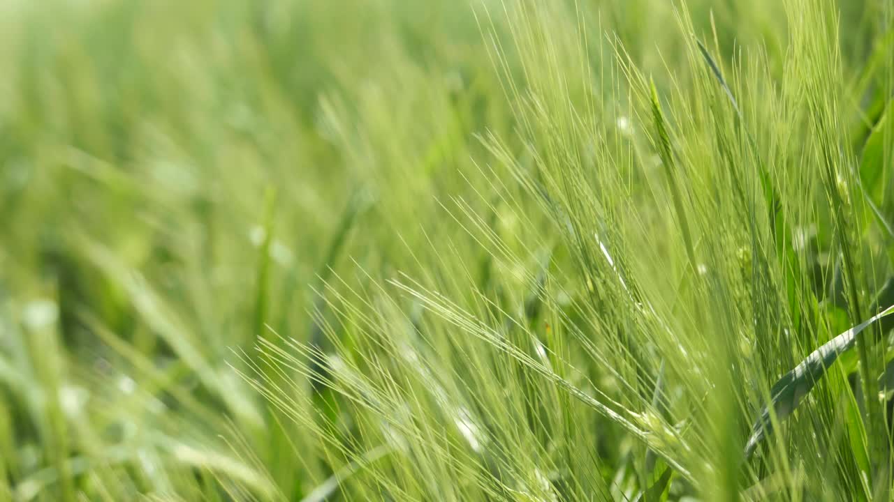 农村青稞(Hordeum Vulgare)田视频素材