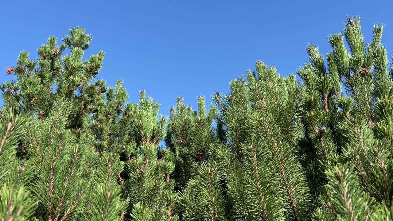 针叶林里的松树衬着蓝天。视频素材